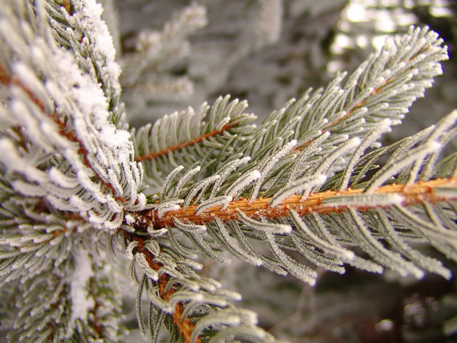 растения в снегу. снежная кайма. тяжестью инея. иней. иней на ветках.