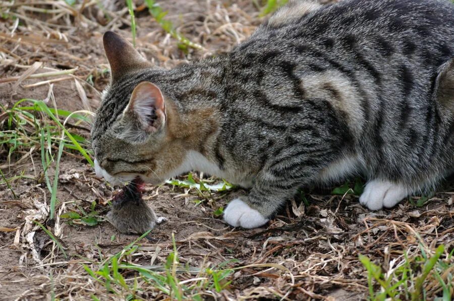 аннет логинова ежик. серый кот ловит бабочку. каты99. каты жж. кат.