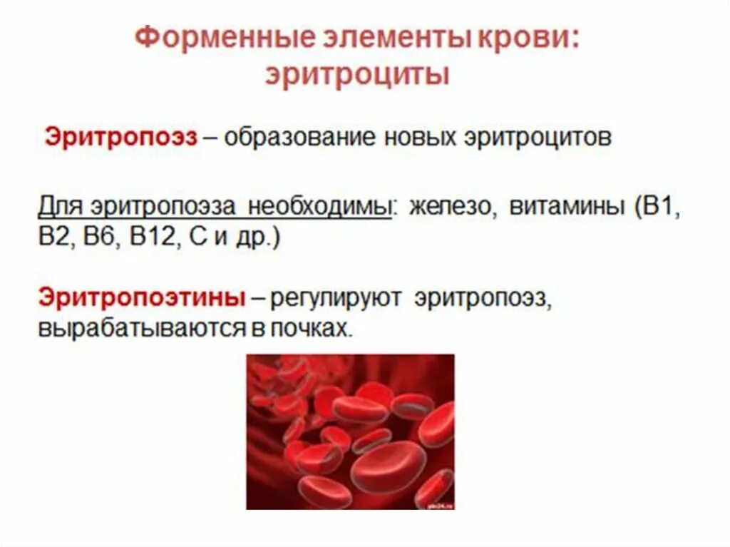 Что означает повышенные эритроциты в крови. Система крови. Система крови схема. Скорость образования эритроцитов. Понятие о системе крови.