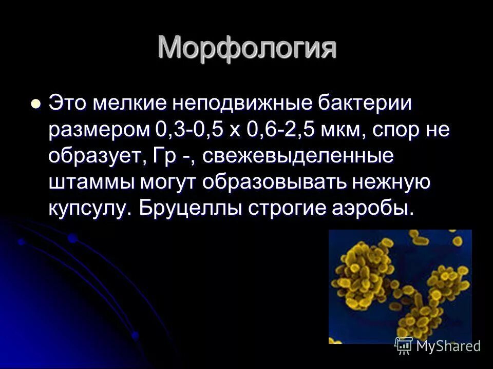Кипрская лихорадка. Желтая лихорадка патогенез. Средиземноморская лихорадка симптомы. Геморрагическая лихорадка ласса. Лихорадка ласса клиническая картина.