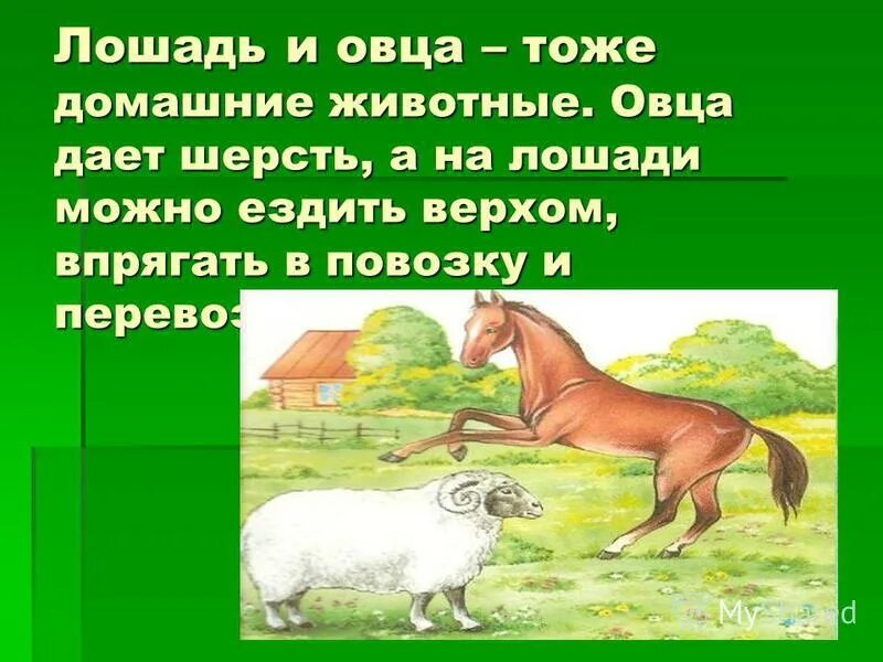 Емельянова расскажите детям о домашних животных. Лошадь и овца. Домашние животные лошадь презентация. Презентация«лошадь и овца-домашние животные».