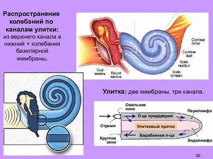 Мембрана овального окна