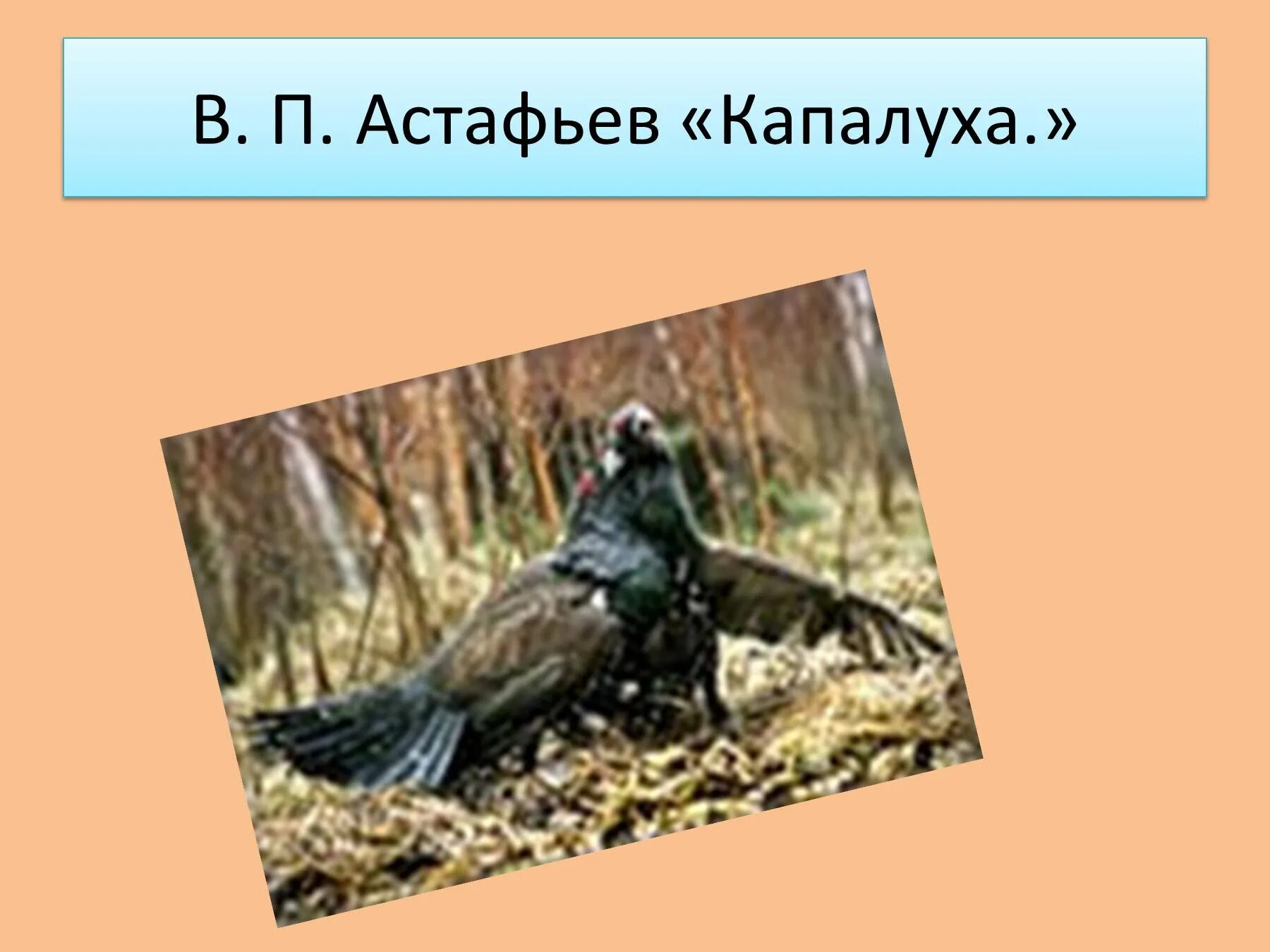 Астафьев капалуха текст полностью. Капалуха Астафьев. «Капалуха» Капалуха Астафьев. Капалуха Астафьев иллюстрации.