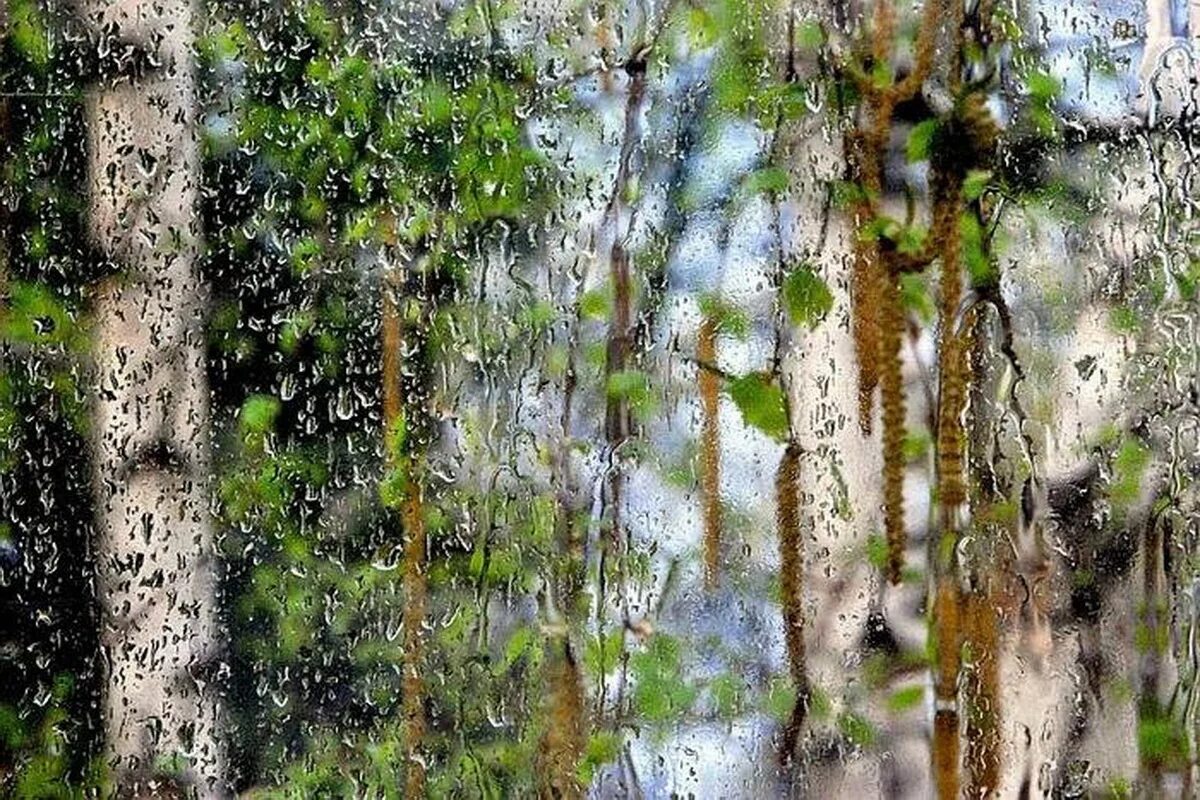 Лес мокрый дождь. Весенний дождь. Дождь весной. Весенний дождик.