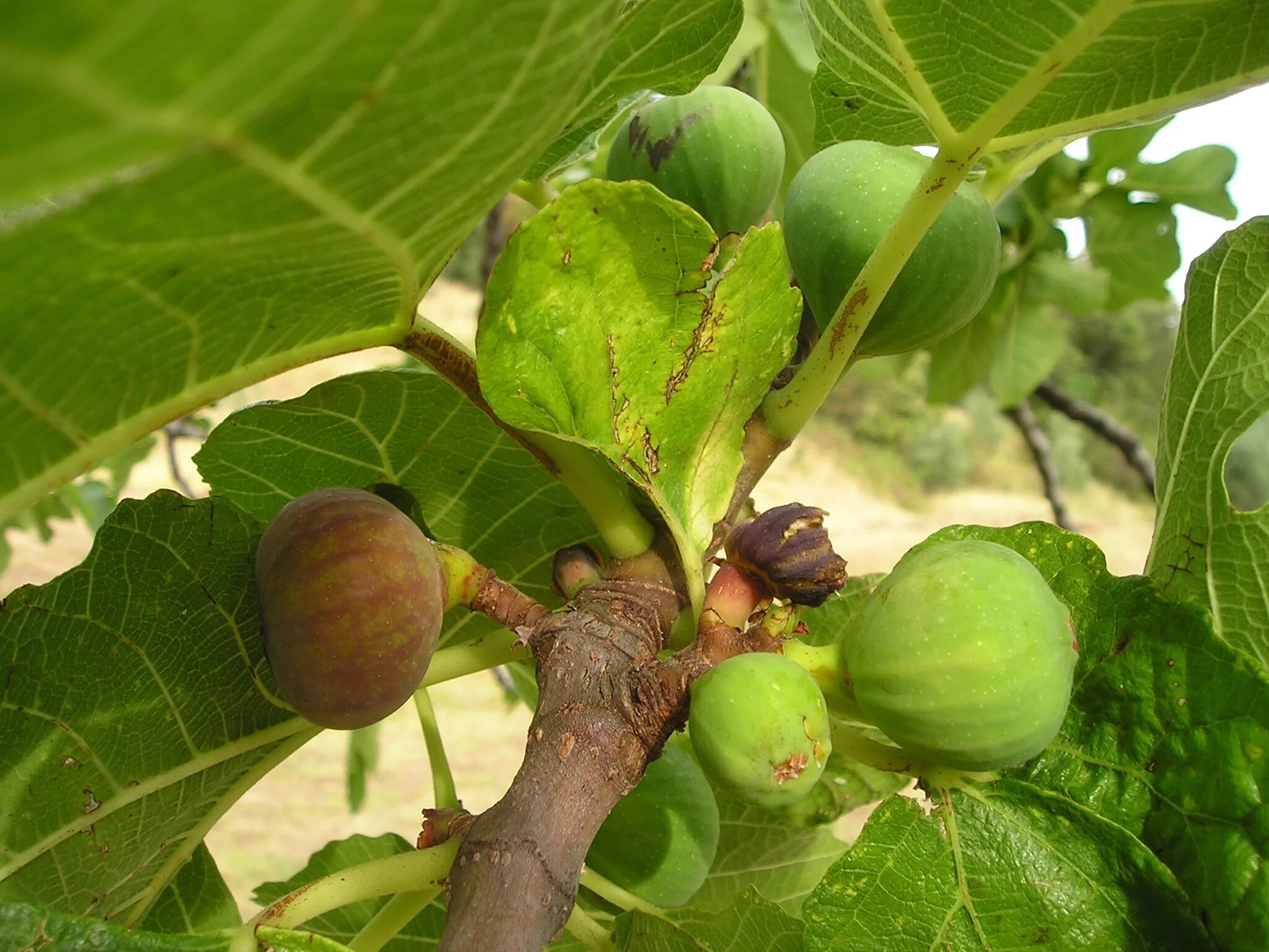 Фиговое дерево название. Фикус Карика инжир. Фикус Карика, инжир – Ficus carica. Фѝкус Карика, инжир – Ficus carica. Инжир смоковница.