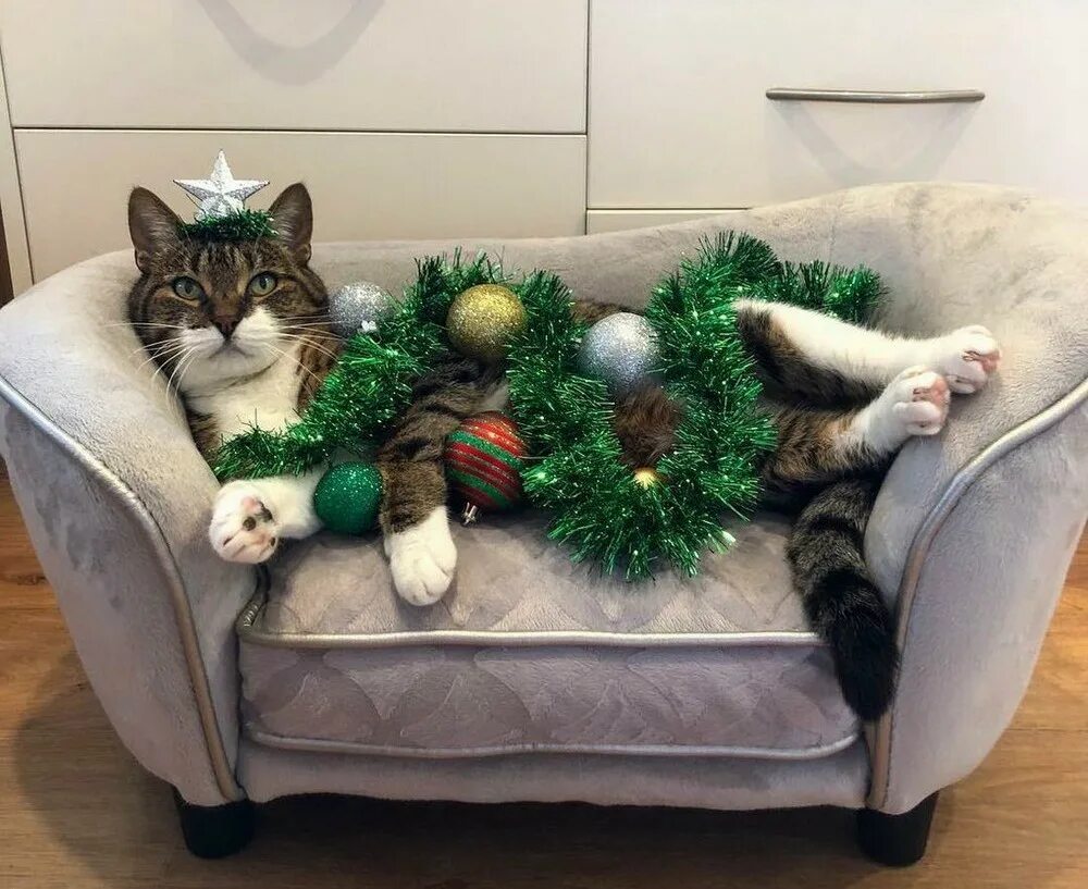 фотосессия под елкой.