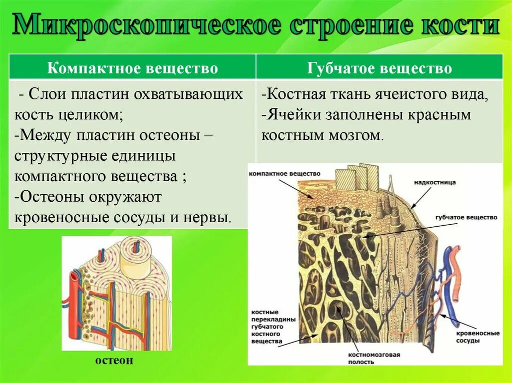 Строение компактного вещества кости. Микроскопическое строение кости. Микроскопическое строение компактного вещества кости. Микроскопическое строение костей. Компактное вещество кости состоит из