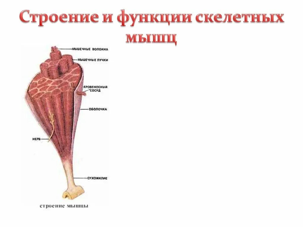 Строение скелетной мышцы 8 класс биология. Строение скелетной мускулатуры 8 класс. Структура мышц. Строение и функции скелетных мыш. Структура и функция мышц