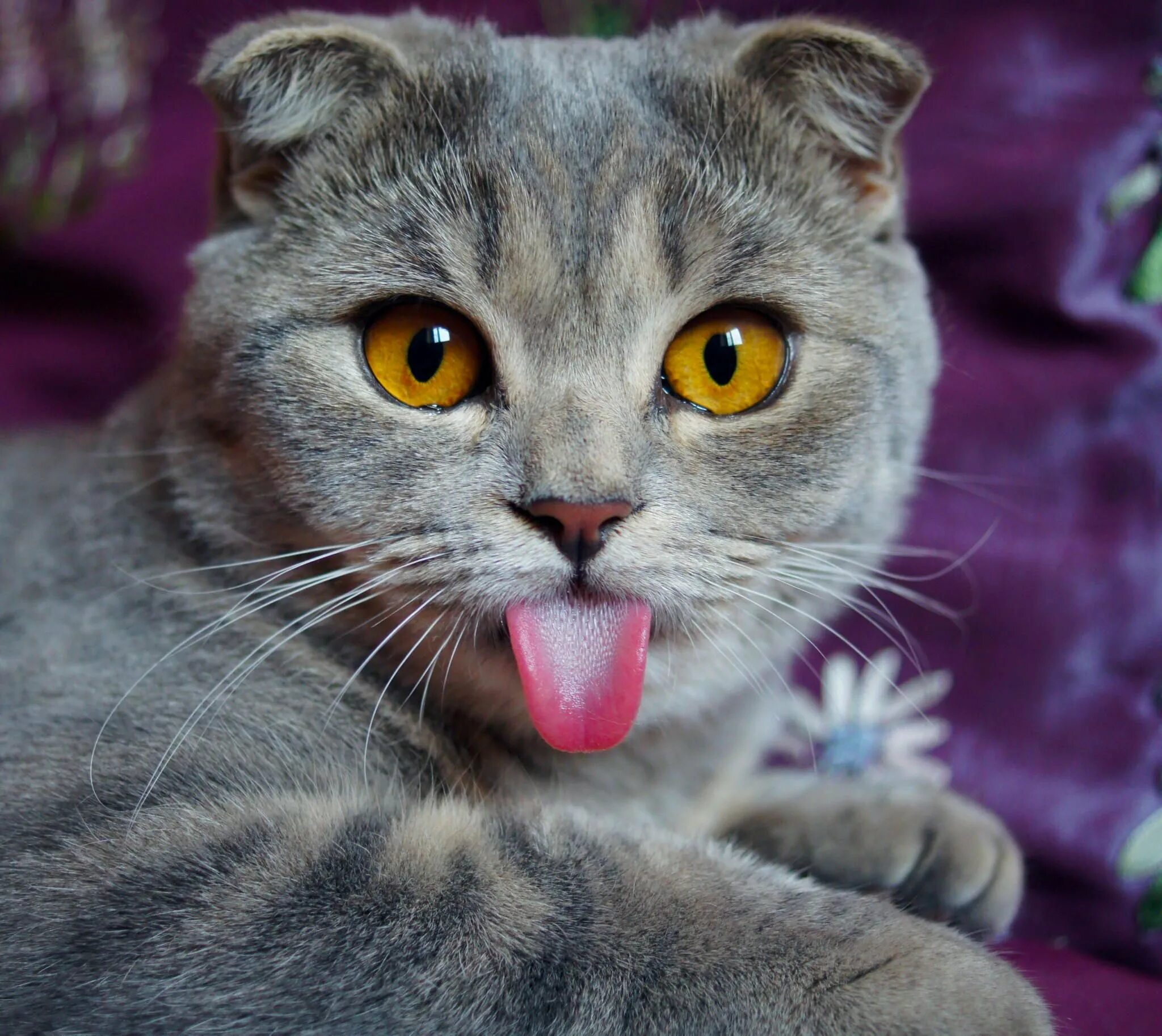 Коты. Кошка показывает язык. Прикольные коты. Кот с высунутым языком.