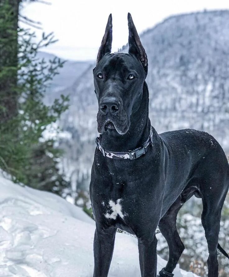 Королевский дог мраморный. Немецкий дон. Королевский дог мраморный. Дог порода собак. Датский дог мраморный.