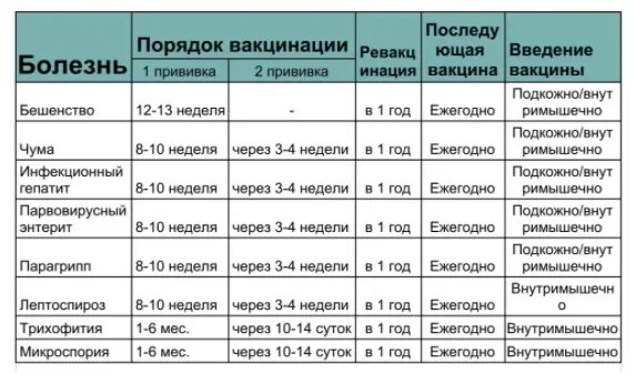 Перед прививкой от бешенства можно кормить