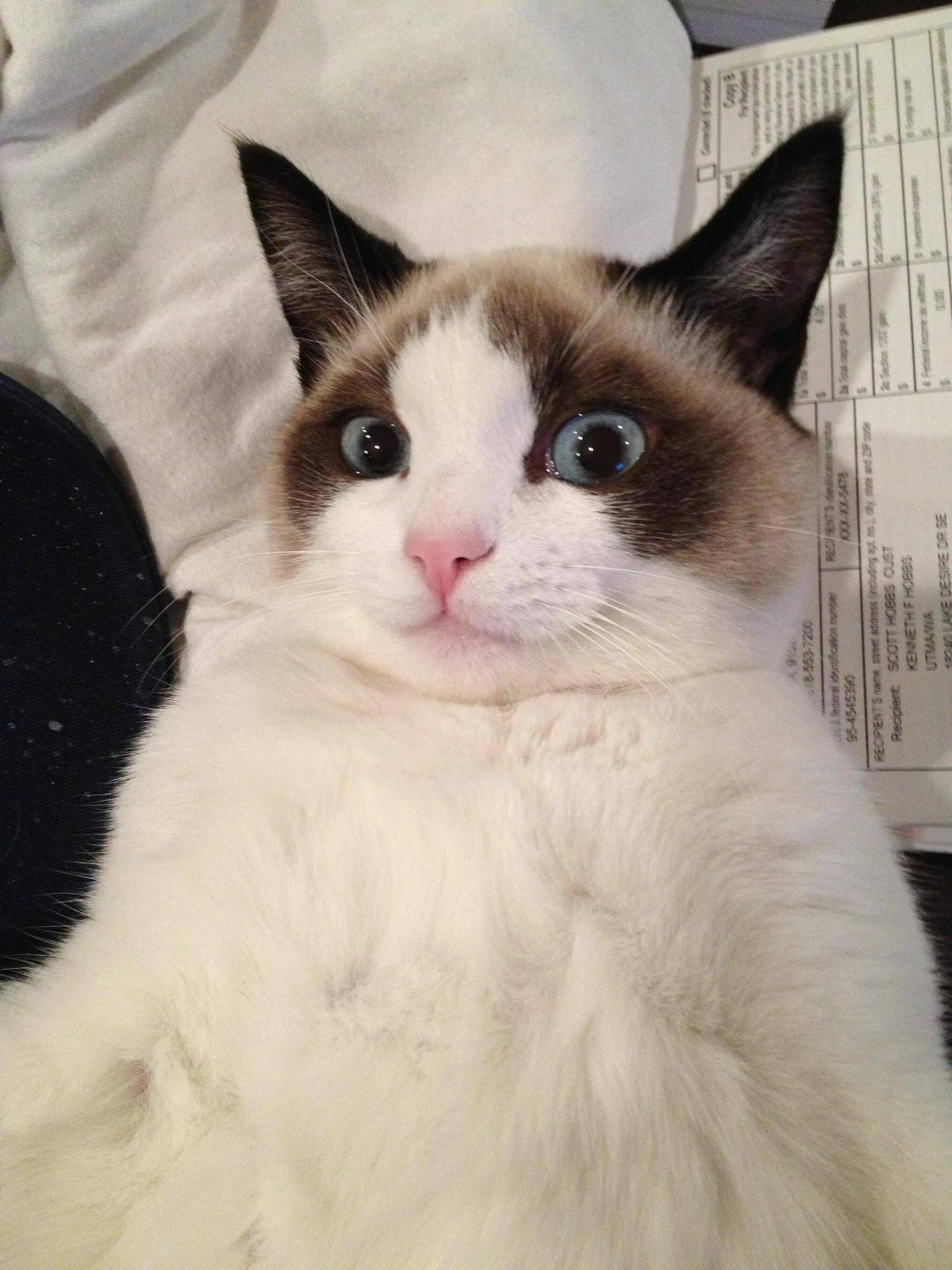 Cat meme