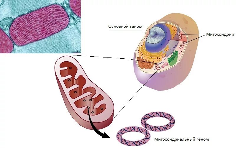 Размножение митохондрий. Деление митохондрий в клетке. Распределение митохондрий между дочерними. Окислительное фосфорилирование это процесс. Митохондрии строение цитология.