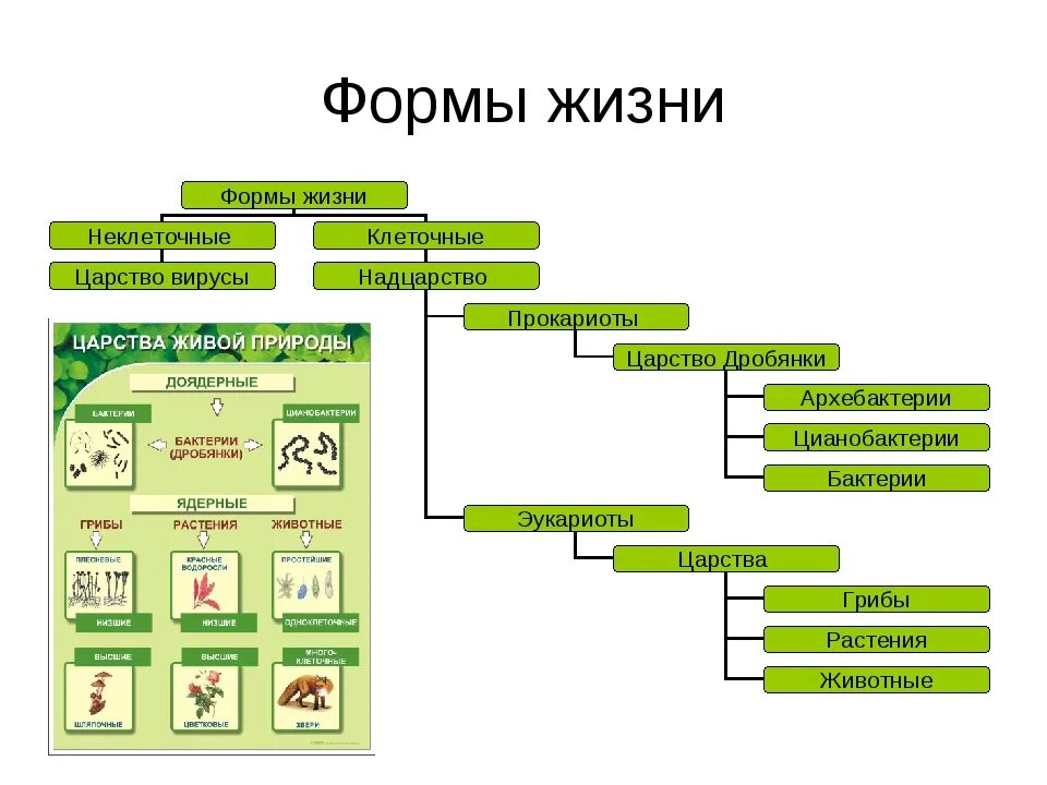 Классификация живых организмов схема. Систематика живых организмов схема биология. Классификация живых организмов биология схема. Систематика - классификация живых организмов биология 5 класс. Систематические группы схема