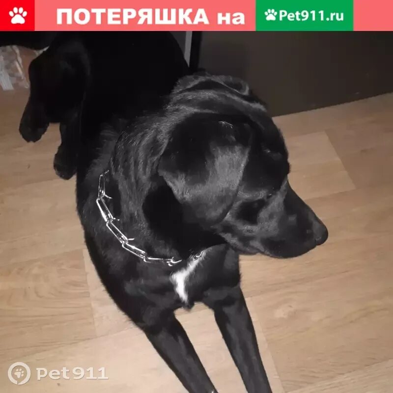 Pet 911. Объявления по пропаже собаки помесь лабрадор.