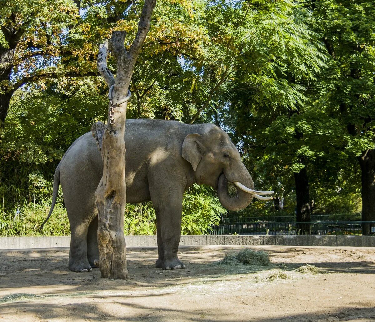 Слониха калининградский зоопарк. Зоопарк прага слоны. Звери в зоопарке. Слон в зоопарке. Парк туари франция.