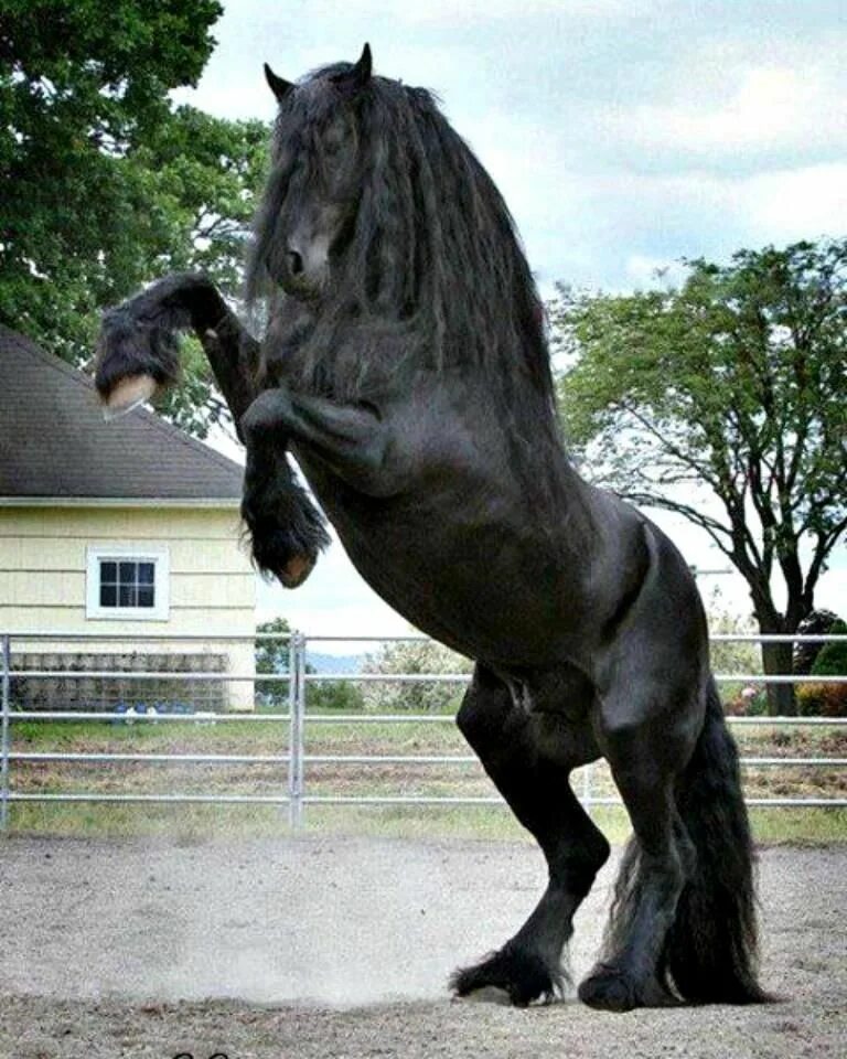 Видео фризов. Фриз Фризская лошадь. Фризская лошадь черная Жемчужина. Фризская лошадь тяжеловоз. Фризская лошадь масти.