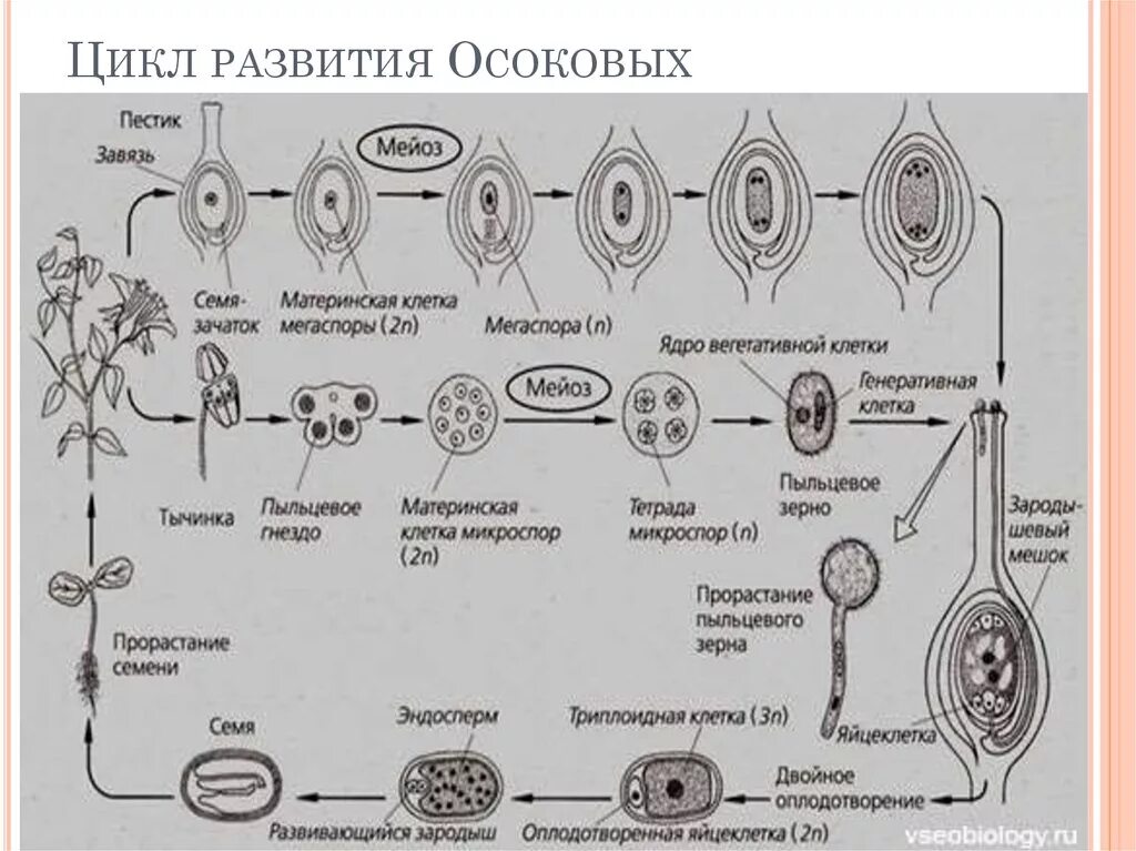 Образование зиготы у покрытосеменных. Цикл размножения покрытосеменных растений. Жизненный цикл семенных растений схема. Жизненный цикл цветковых растений схема. Схему цикла развития саговника..