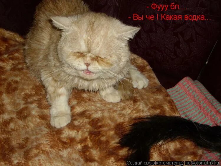 Белка на руке. Смешной удивленный кот. Хвост не трогай. Хвост не трогай. Опознание животных.