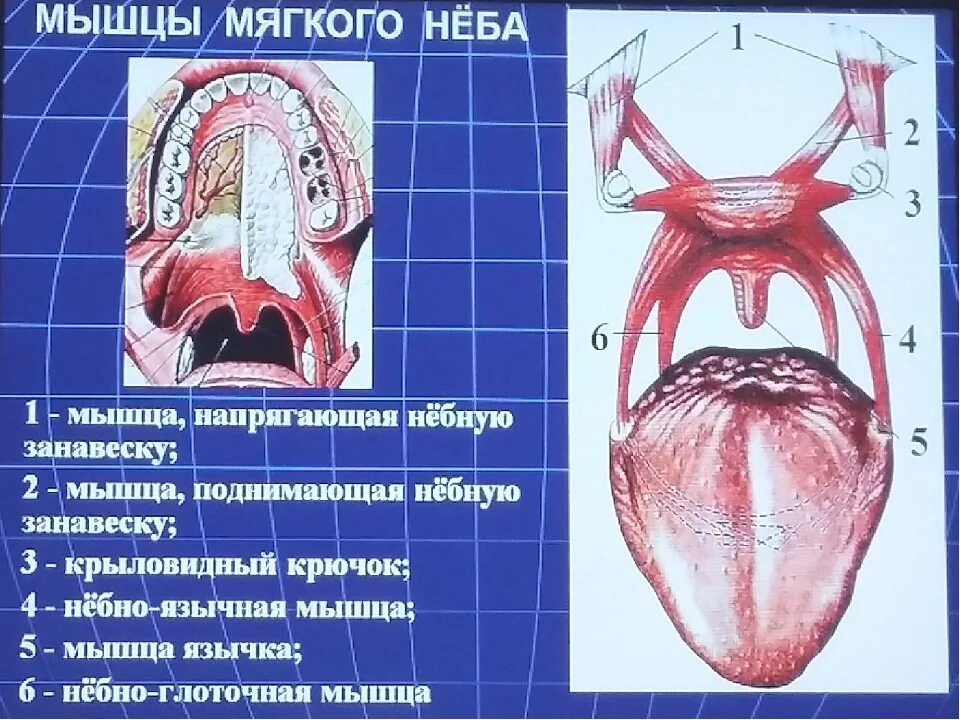 Поднятие мягкого неба. Мягкое небо небная занавеска. Схема мускулатуры мягкого неба. Строение мышц мягкого неба.