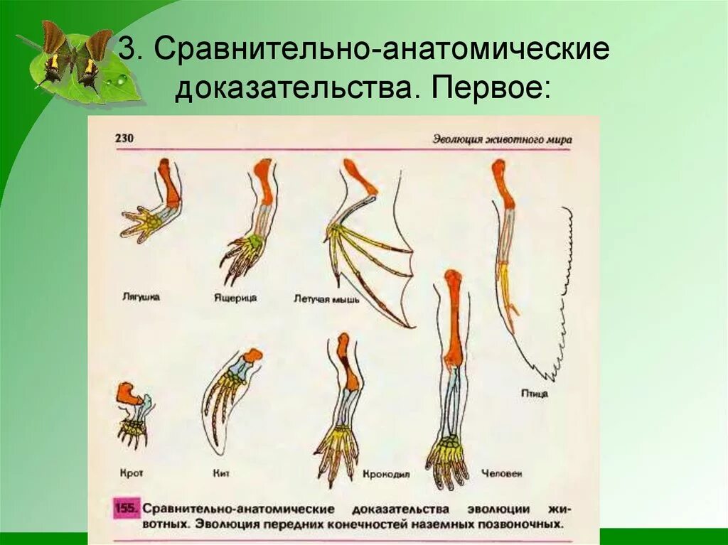 Гомологичные органы крыло птицы и ласты кита. Рудименты сравнительно-анатомические доказательства. Гомологичные и аналогичные органы доказательства эволюции. Атавизмы рудименты гомологичные органы. Сравнительно-анатомические доказательства эволюции.