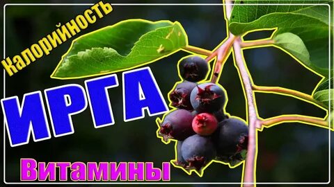 Ирга в слова