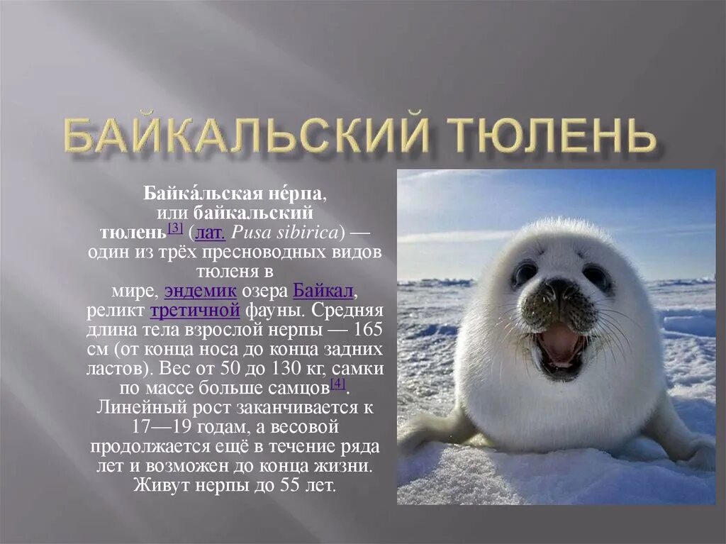 Какая более мощная структура кожи у тюленей. Байкальская Нерпа. Байкальский тюлень Нерпа. Тюлень Нерпа Байкал. Байкальская Нерпа, или Байкальский тюлень.