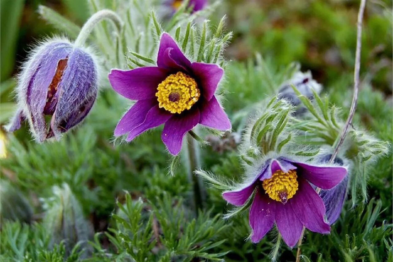 Прострел обыкновенный (Pulsatilla vulgaris). Прострел / Пульсатилла обыкновенный. Прострел, сон-трава, Пульсатилла. Прострел обыкновенный (Blue Violet Shades`). Пострел цветы