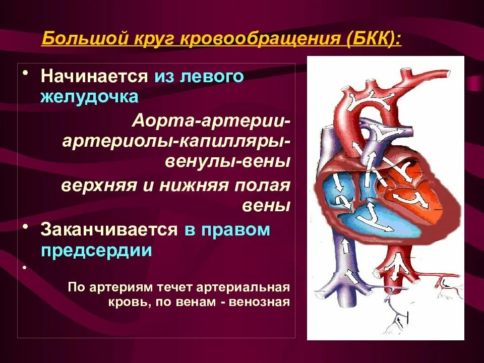 Большое кровообращение начинается. Круг кровообращения начинается. Большой круг кровообращения начинается в левом желудочке. Большой круг кровообращения (БКК).