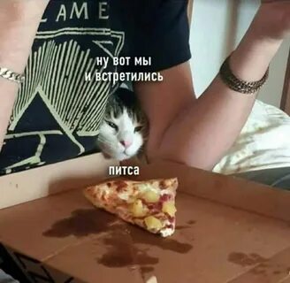 Кошка хорошо ест