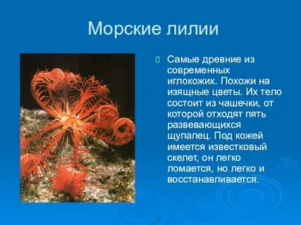 К какой группе обитателей океана относятся голотурии