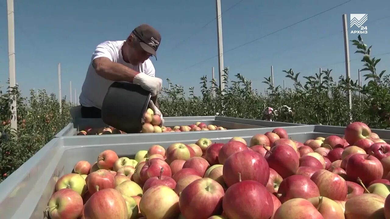 Сады кчр. Сады кчр в адыге-хабльском. Яблочные сады в карачаево черкесии. Противоградовая сетка сады интенсивного типа. Сады лпх кчр.