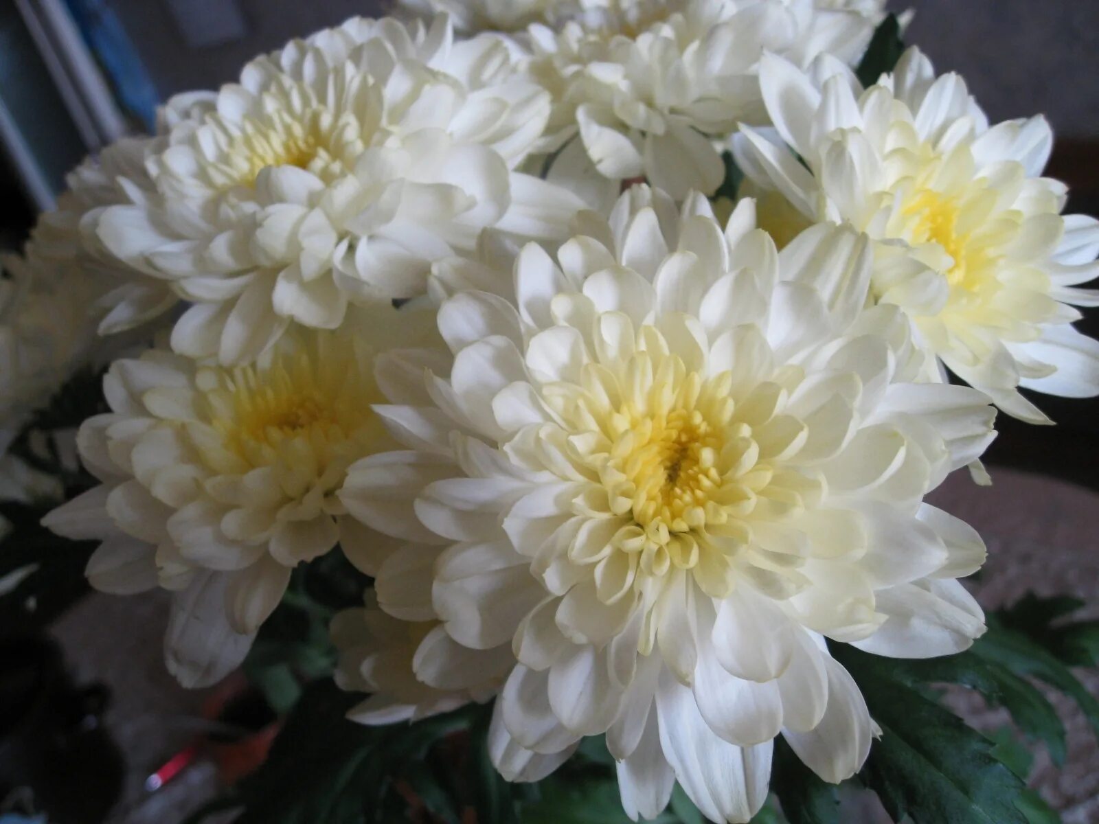 Что любят хризантемы. Хризантема Эвелин Буш. Хризантема Анабелла. Хризантема Chrysanthemum Migoli (Миголи ).