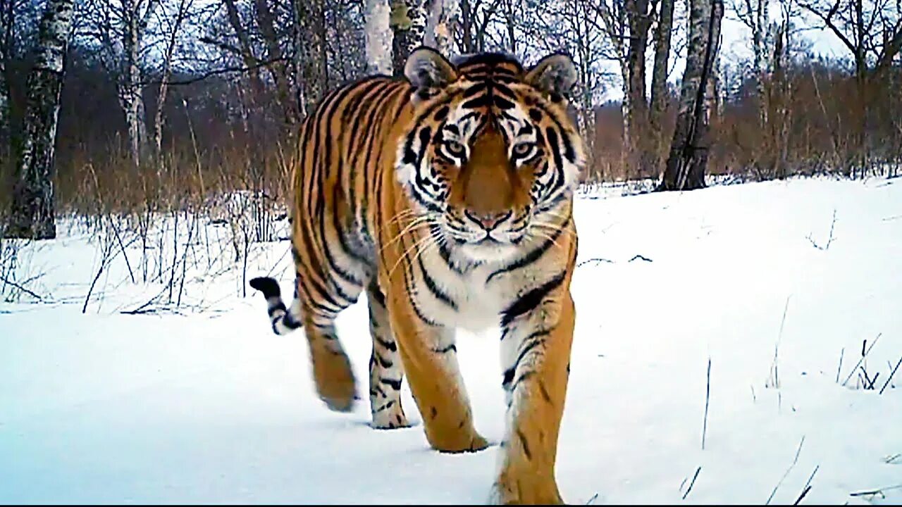 Тайгер видео. Амурский тигр. Уссурийский тигр. Амурский тигр в тайге. Амурские тигры растолстели.