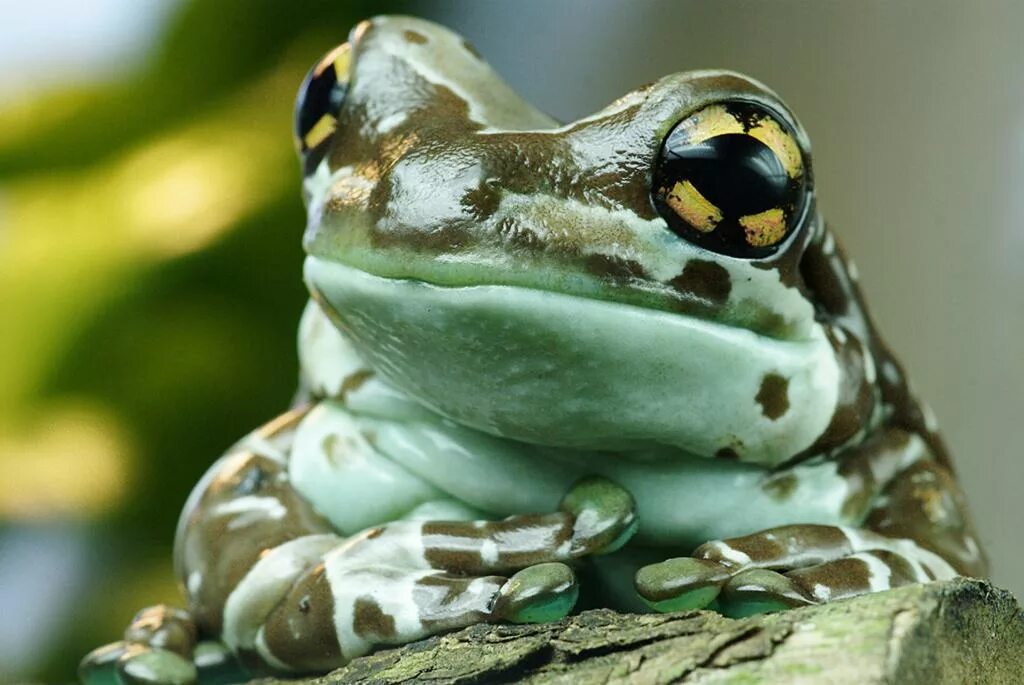 Жаба 7. Жаба 7. Жаба 7. Лягушка ученый. Уставшая жаба.