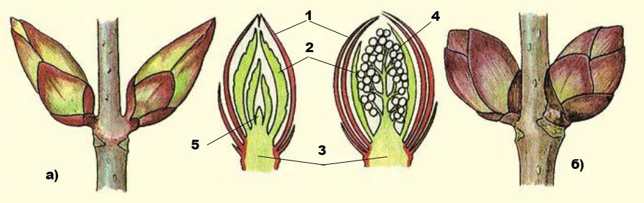 Строение вегетативной и генеративной почки. Почка тополя в разрезе. Генеративная почка в разрезе. Строение генеративной почки побега. Генеративный побег растения