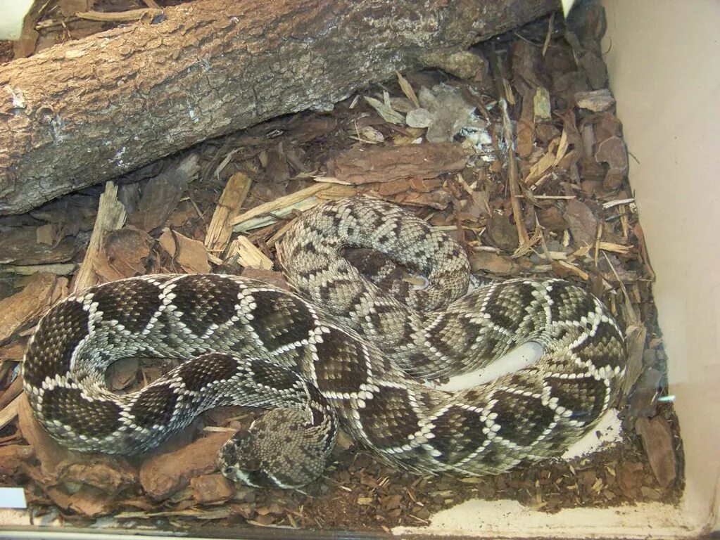 Snake back