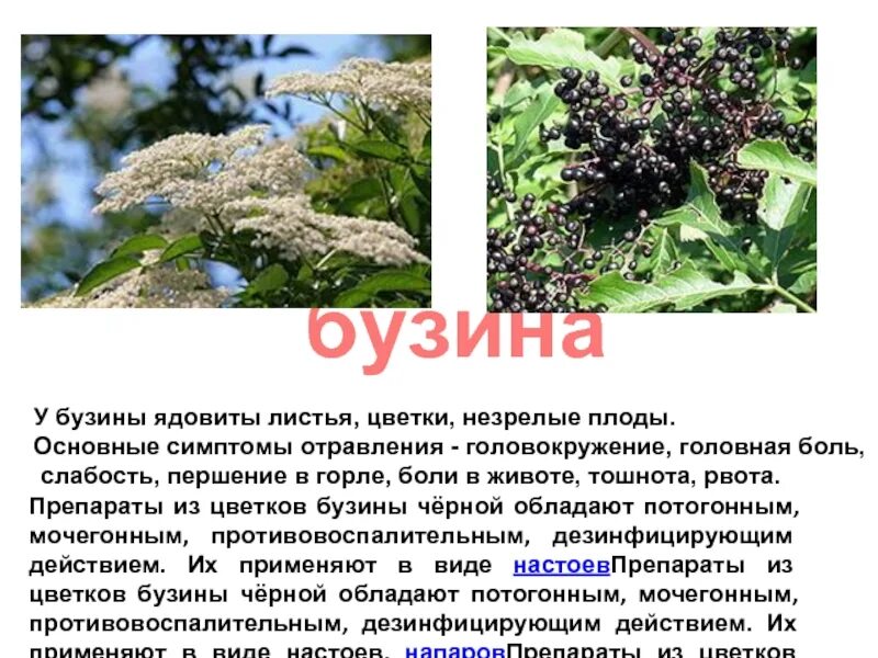 Бузина растение описание. Бузина двудольные бузина. Цветки бузины польза и вред. Бузина растение описание. Бузина опасное растение.