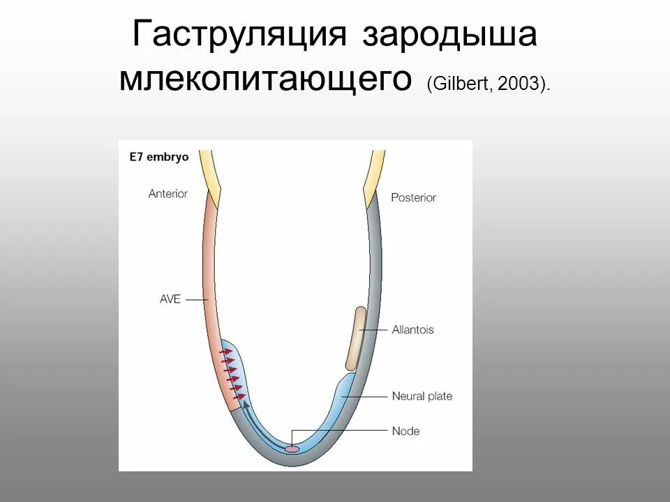 Эмбрион млекопитающих получает. Гаструляция у млекопитающих. тип гаструляции у млекопитающих. способ гаструляции у млекопитающих. иип гаструояции у млекопмтающих.