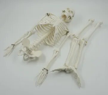 Медицинские кости