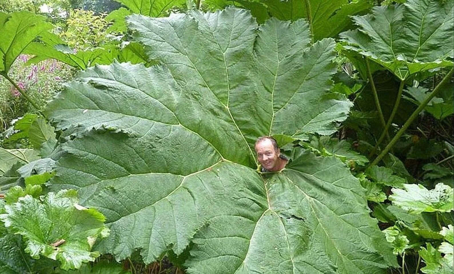 Huge plants. Гуннера Маниката. Сахалинский лопух белокопытник. Ревень дланевидный. Белокопытник лопух гигант.