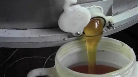 Качка первого меда