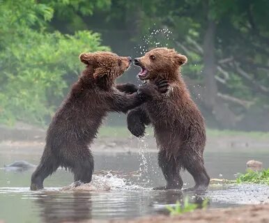 Играющий медведь