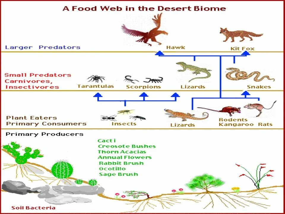 Схема цепи питания пустыни. Пищевая цепочка пустыни 9 класс. Пищевая цепочка пустыни 4 класс. Пищевая цепь пустыни.