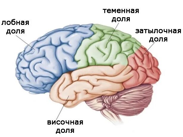 Сильвиева борозда головного мозга. Латеральная борозда мозга сильвиева. Сильвиева борозда разделяет мозг на. Латеральная щель мозга сильвиева борозда.