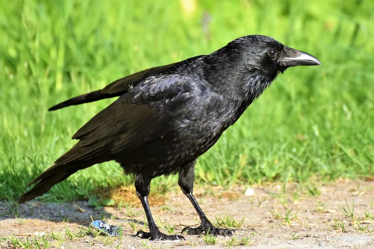 Ала карга. Ворон обыкновенный. Карга ворона. Ворона фото птицы. Чёрная ворона.