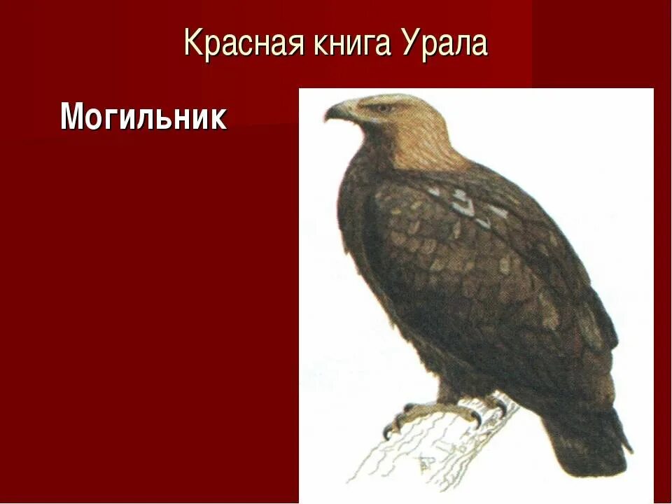 Красная книга россии свердловская область. Животные красной книги Урала Свердловской области. Животные красной книги Южного Урала. Редкие и исчезающие животные на Урале. Представители красной книги на Урале.