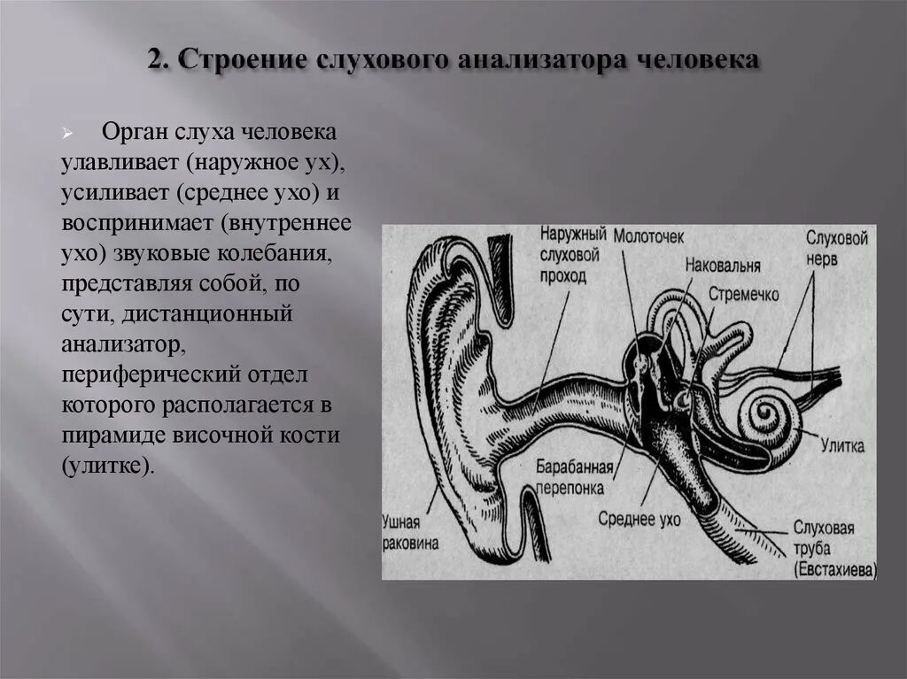 Центральный орган слуха. Анализаторы человека строение уха. Графологическое строение слухового анализатора. Слуховой анализатор строение анализатор строение. Схема рецепторного отдела слухового анализатора.