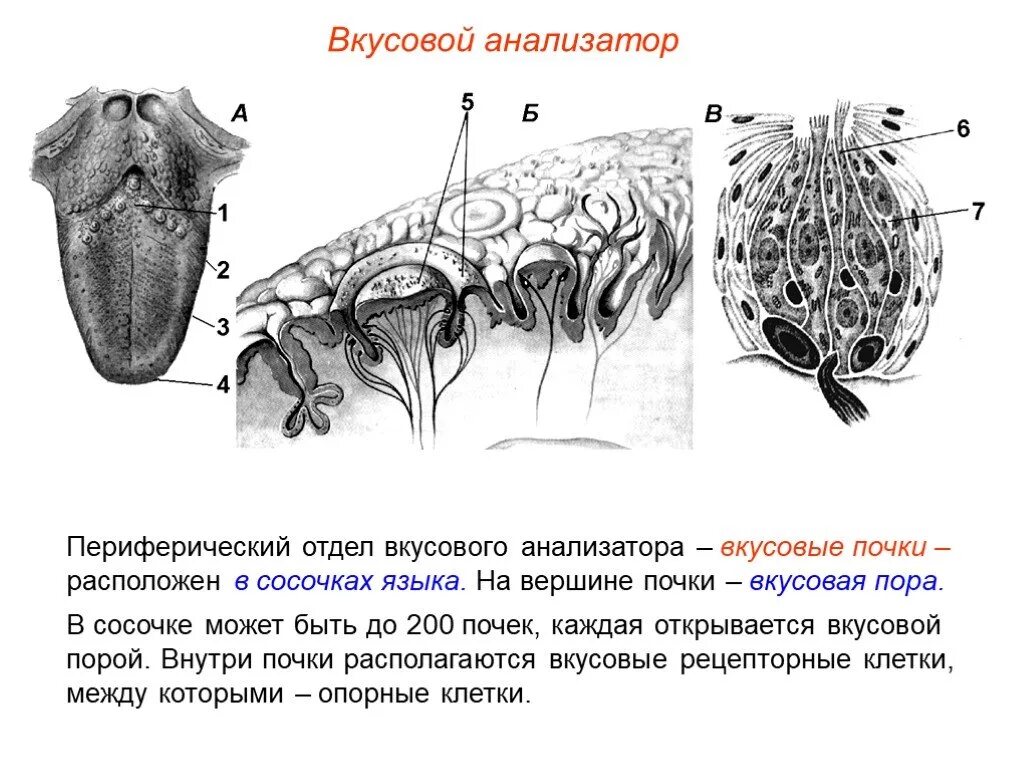 Органы чувств где расположены рецепторы