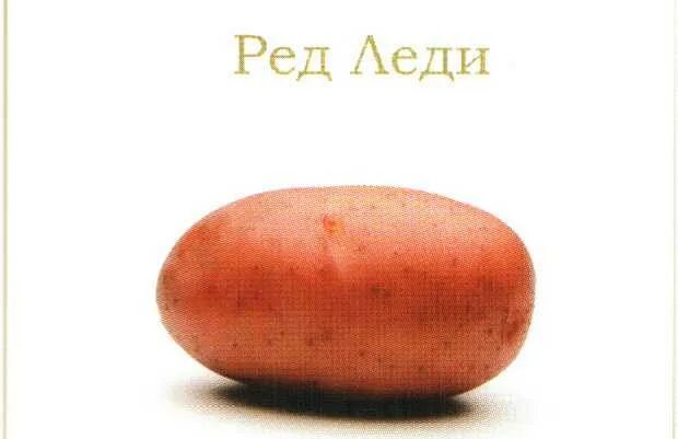 Купить Семенной картофель Фрегат в интернет магазине. Недорого. Цена на странице